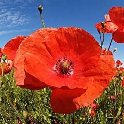 凤凰彩票平台下载app下载